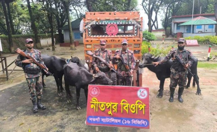 নওগাঁর পোরশা সীমান্তে মালিক বিহীন ভারতীয় ৩ টি মহিষ আটক