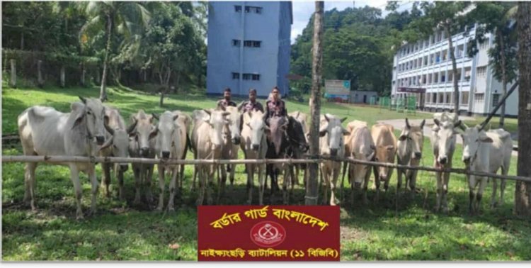 নাইক্ষ্যংছড়ি ১১ বিজিবি'র অভিযানে ১৫ বার্মিজ গরু জব্দ