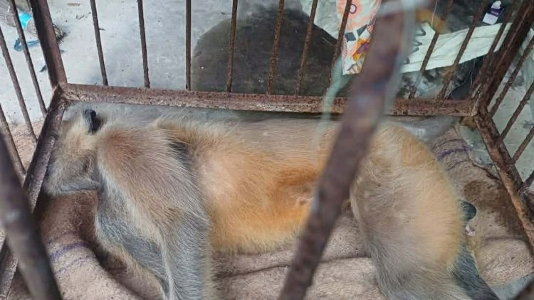 কেশবপুরে বিরল প্রজাতির একটি কালোমুখো হনুমানকে পিটিয়ে হত্যার অভিযোগ