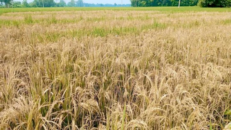 নওগাঁর রানীনগরে ধানের জমিতে আগাছা নাশক বিষ ছিটিয়ে ধান নষ্টের অভিযোগ