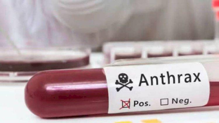 ঠাকুরগাঁওয়ে ছড়িয়ে পড়ছে অ্যানথ্রাক্স রোগ: গরুর মাংস কেনায় সতর্ক থাকার আহ্বান