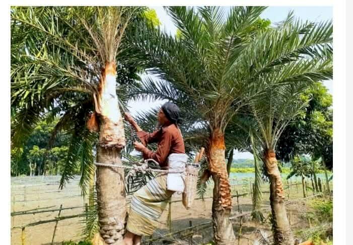 আসছে শীত, রস আহরনের জন্য খেজুর গাছ প্রস্তুতিতে ব্যস্ত বুড়িচংয়ে  গাছিরা