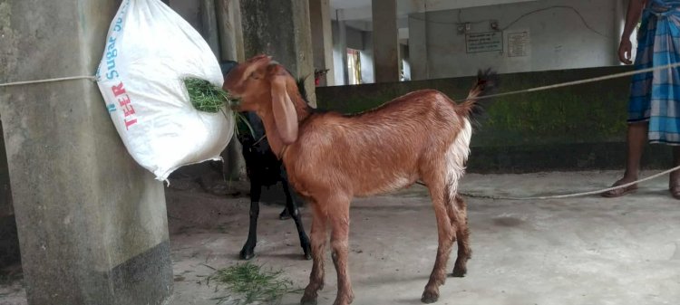 উন্নত জাতের ছাগল পালন করে সফল খামারি দুলাল খান