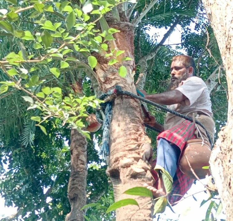 বুড়িচংয়ে  খেজুরের রস সংগ্রহে গাছ পরিচর্যায়  ব্যস্ত গাছিরা