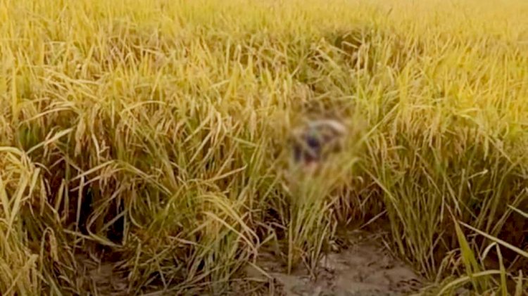 নওগাঁর রানীনগরে ধানক্ষেতে থেকে  অজ্ঞাত এক যুবকের মৃতদেহ উদ্ধার