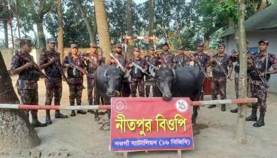 নওগাঁর পোরশা নিতপুর বালাশহীদ মাঠে সীমান্তে মালিক বিহীন দুটি মহিষ আটক