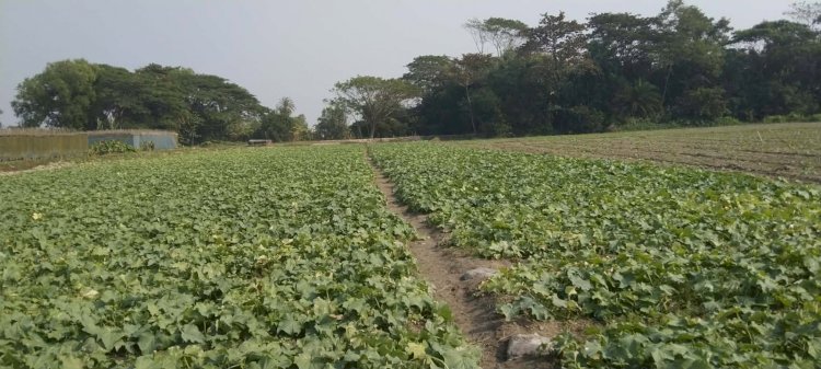 গলাচিপার গোলখালী ইউনিয়নে তরমুজ ও সবজি চাষে ব্যস্ত কৃষকরা, সরকারি সহায়তার দাবি