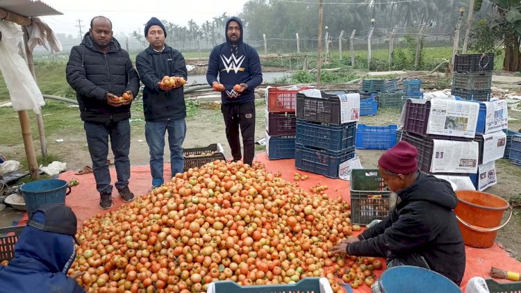 কুমিল্লার বুড়িচংয়ে ইউটিউব দেখে টমেটো চাষে সফল কৃষক!