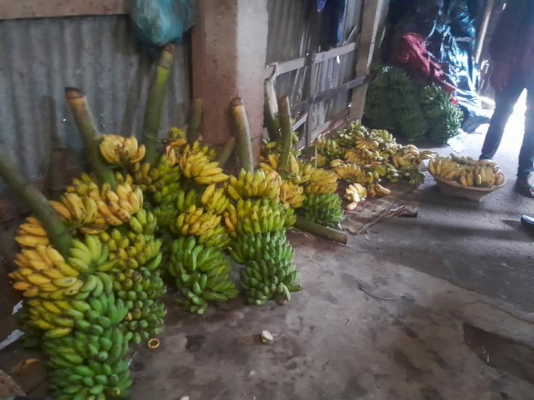 বিষাক্ত কেমিক্যালে পাকানো হচ্ছে কলা, দেখার যেন কেউ নেই