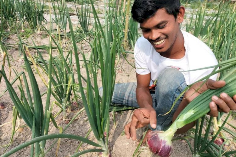 পেঁয়াজ চাষে  ব্যস্ত পুঠিয়ার কৃষক