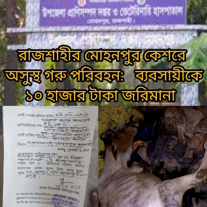 রাজশাহীর মোহনপুরে অসুস্থ গরু পরিবহন: ব্যবসায়ীকে ১০ হাজার টাকা জরিমানা