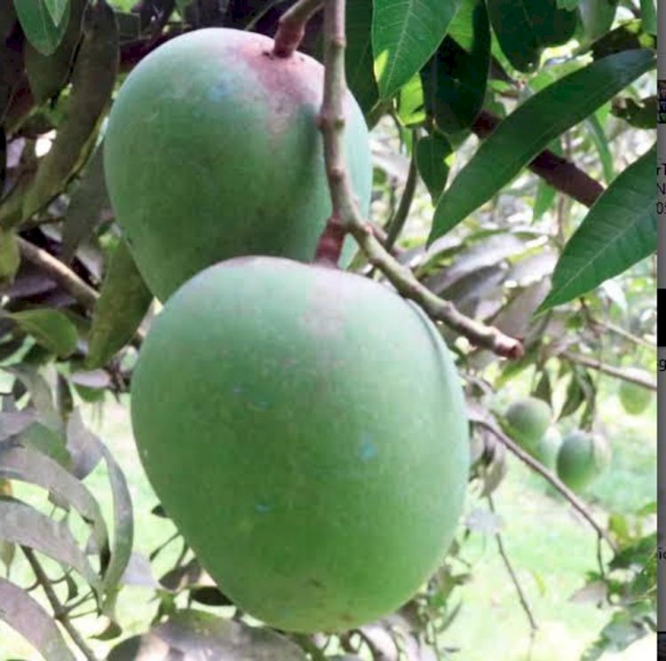 রাজশাহীতে আমের বাম্পার ফলনের আশা কৃষকের