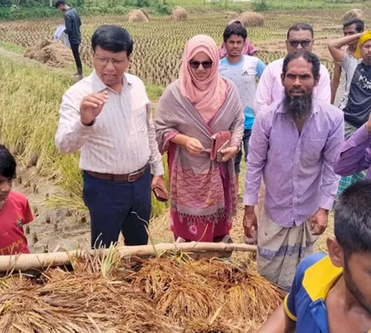 নরসিংদীর শিবপুরে বাম্পার ফলনেও হতাশ কৃষক   দ্বিগুন দামেও শ্রমিক মিলছে না