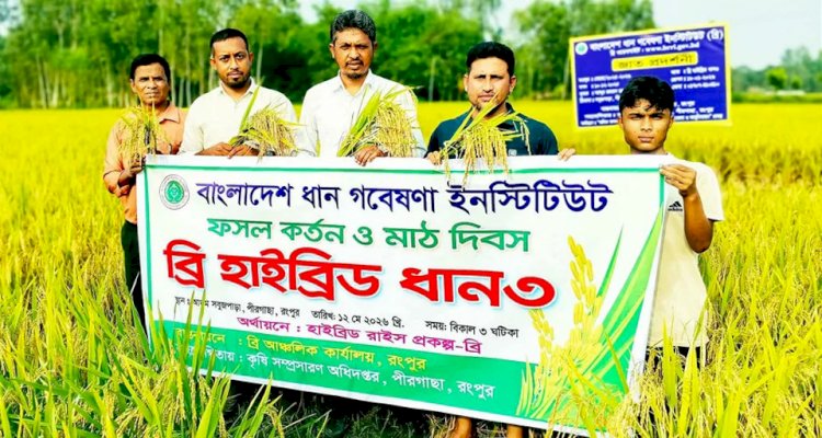 রংপুরে জনপ্রিয় হচ্ছে উচ্চ ফলনশীল ব্রি হাইব্রিড ৩ জাতের বোরো ধান
