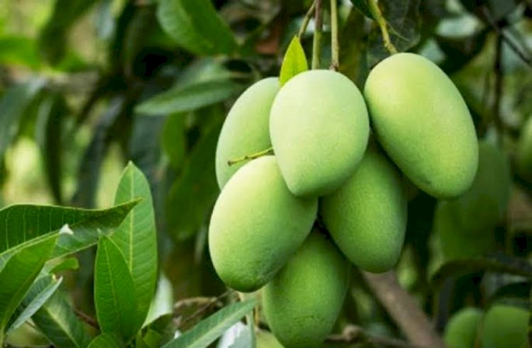 রাজশাহীর হাটে উঠেছে  গুটি আম