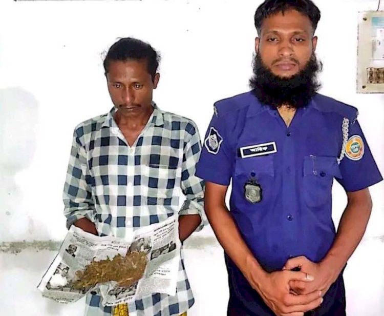 মির্জাগঞ্জের কালিকাপুর বেরিবাদ  থেকে ৫০ গ্রাম গাঁজাসহ গ্রেফতার এক