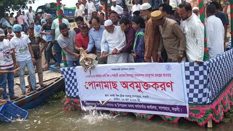 নওগাঁর সাপাহার জবই বিলে ২১৫০ কেজি মাছের পোনা অবমুক্ত করেন এমপি মোস্তাফিজুর রহমান